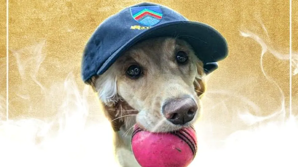 ICC presents Player of the Month award to a DOG for its ‘excellent athleticism’ – WATCH