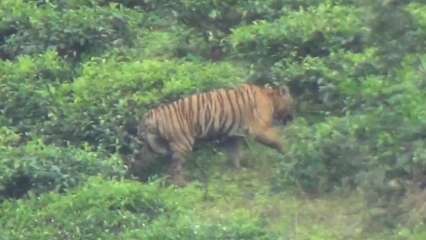 Hunting stutter issued for a wild tiger in Mudumalai as officials snort capturing is high priority