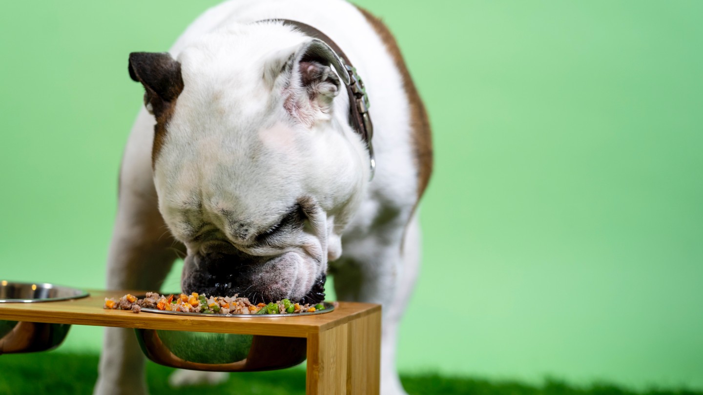 Thousands of circumstances of canned canine meals recalled over unstable vitamin level