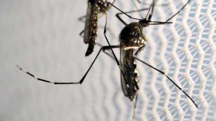 10 cases of Zika virus reported in UP’s Kanpur till now