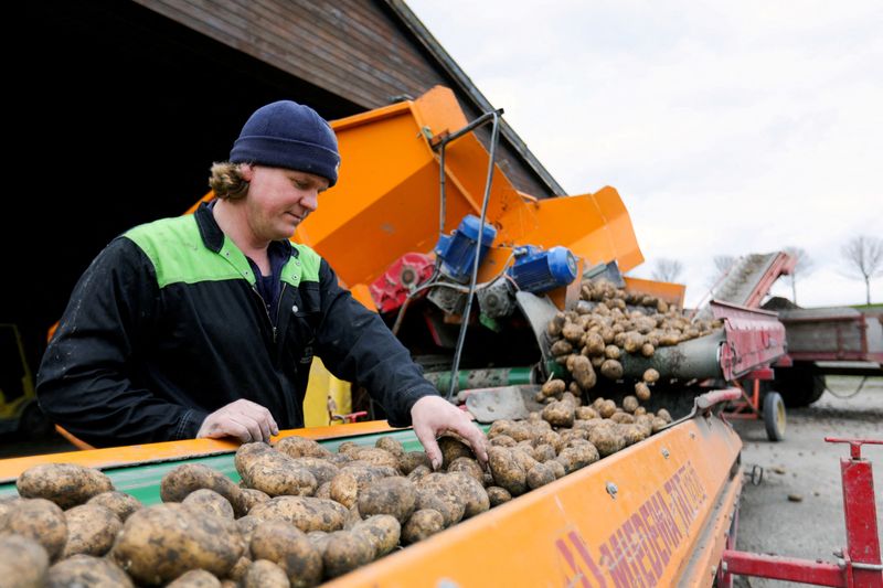 Canada says no potato wart chanced on, may maybe maybe pave draw for US exports to resume