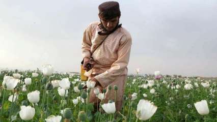 World’s biggest opium producer Afghanistan accounts for 87% of total global output
