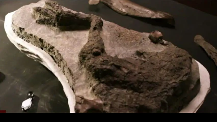 VIRAL: Fossil of dinosaur leg from its ‘closing day on Earth’ chanced on by scientists