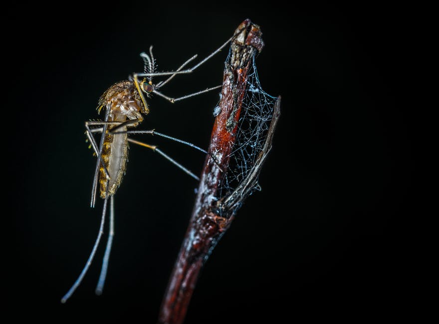 Mosquitoes Genetically Modified to Discontinuance Illness Pass Early Take a look at