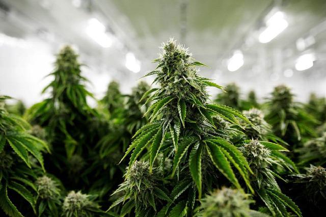 Tremendous Upward push in Marijuana Vaping Amongst U.S. Kids