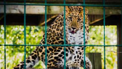 Uttarakhand: Caged leopard burnt alive by villagers in ‘revenge killing’, 150 folk booked