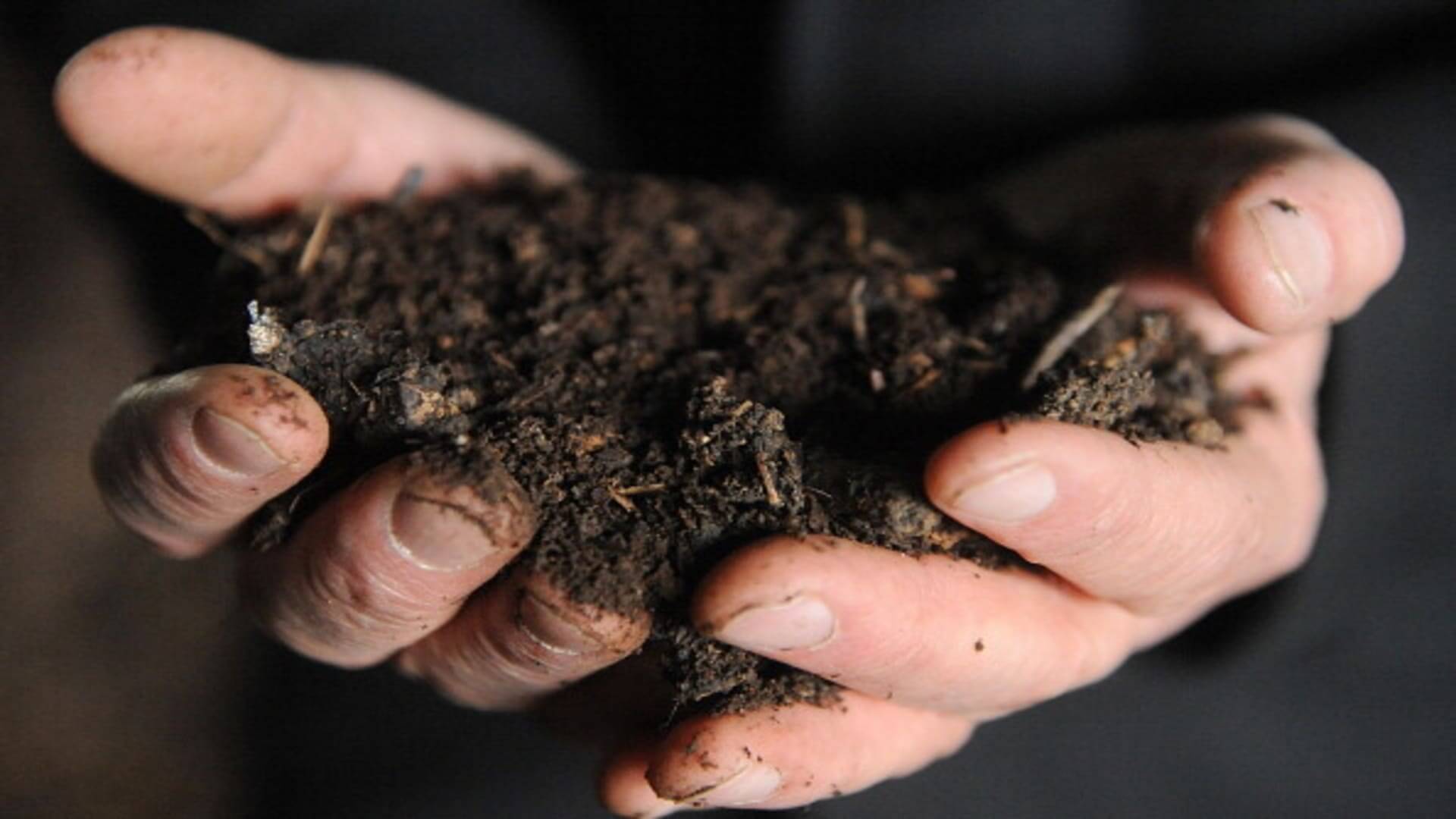 Why the worldwide soil shortage threatens food, pills and the native weather