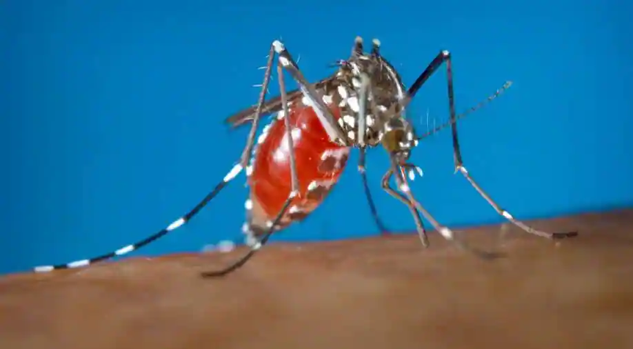 Indian capital Delhi reports 126 dengue, 8 chikungunya and 21 malaria circumstances this year
