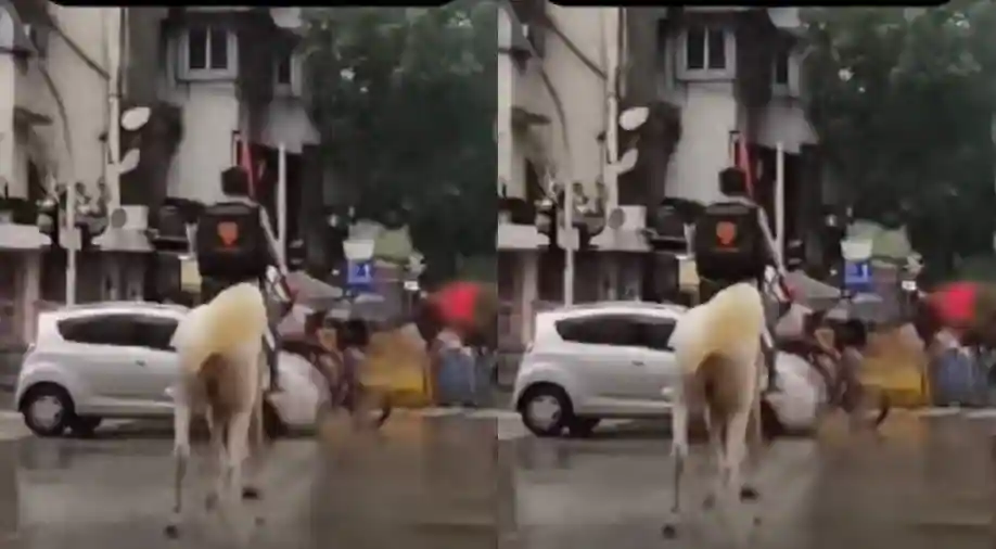 Peep | Netizens bowled over by this transport man’s original blueprint to create his job: A horse