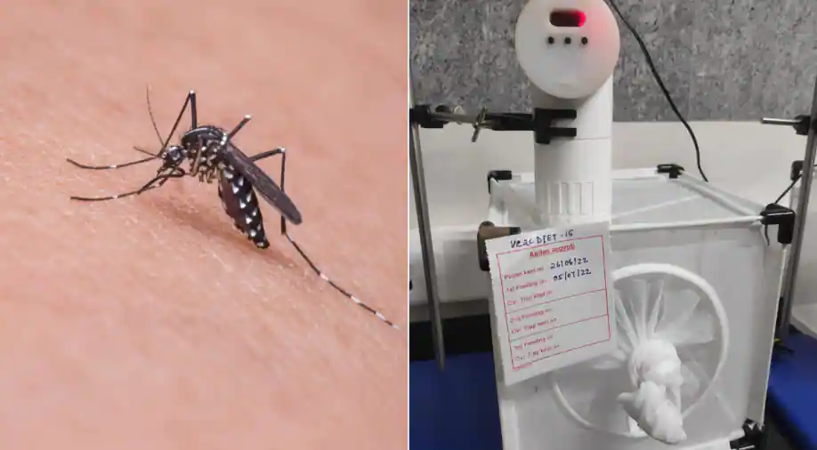 Indian institute affords a undeniable diet to mosquitos to place them wholesome. Here’ why