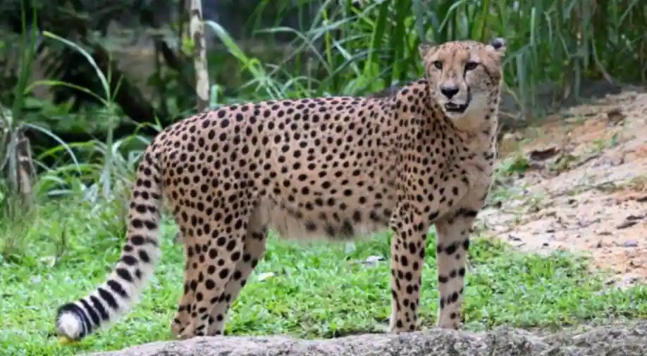 India to signal pact on Cheetah relocation with Namibia on Wednesday