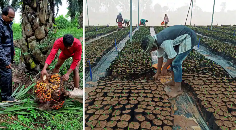 India relying heavily on oil palm to lower $19 billion vegetable oil imports