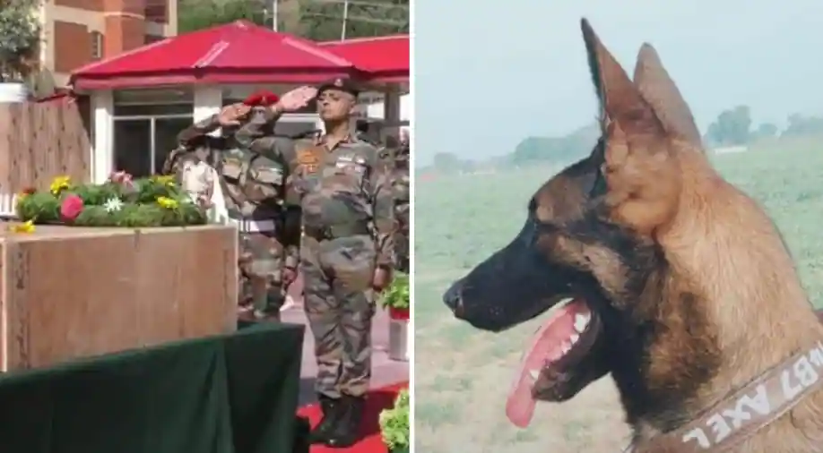 Indian Navy Canine Axel, killed for the duration of anti-awe op, to be conferred most sensible gallantry award