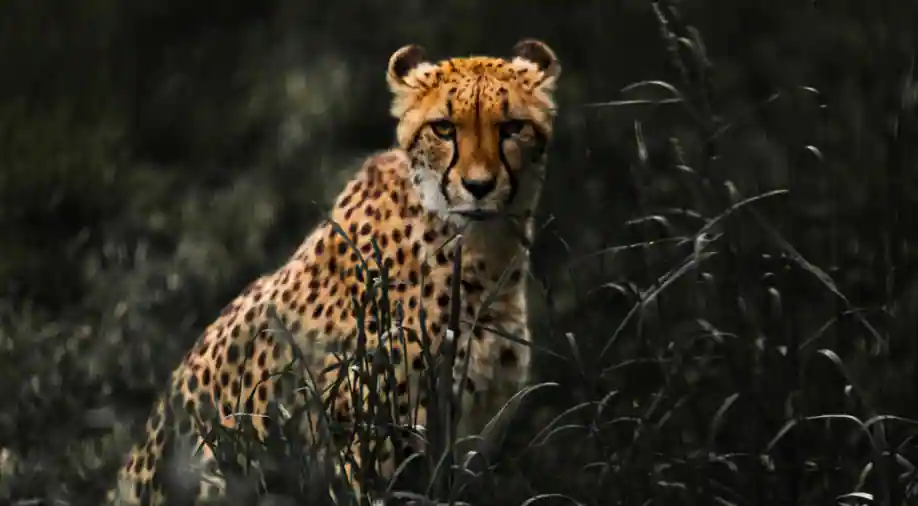 Around 150 families being shifted from their properties to welcome 8 Cheetahs from Namibia on 17 Sep