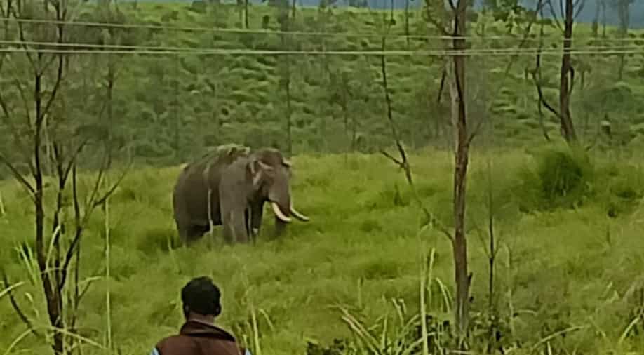 To find: Kerala man holds onto dear existence, sits on a tree to flee wild elephants