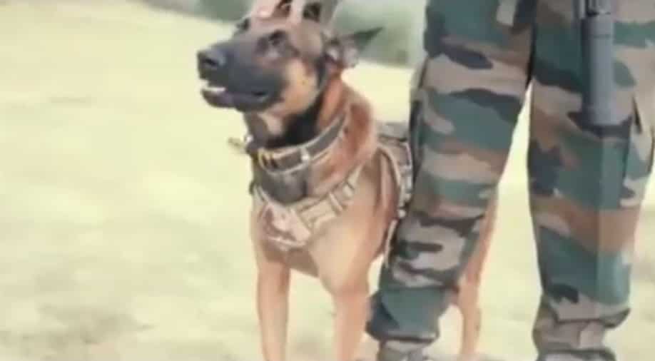 Army dog saved struggling with terrorists in Kashmir no matter receiving two bullet accidents
