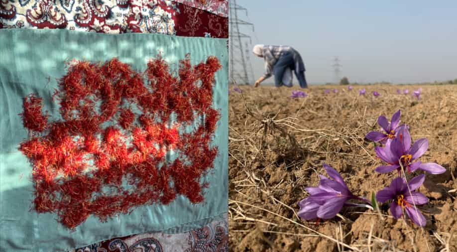 Bumper saffron harvest in Kashmir characteristic. Farmers happy with abundant production