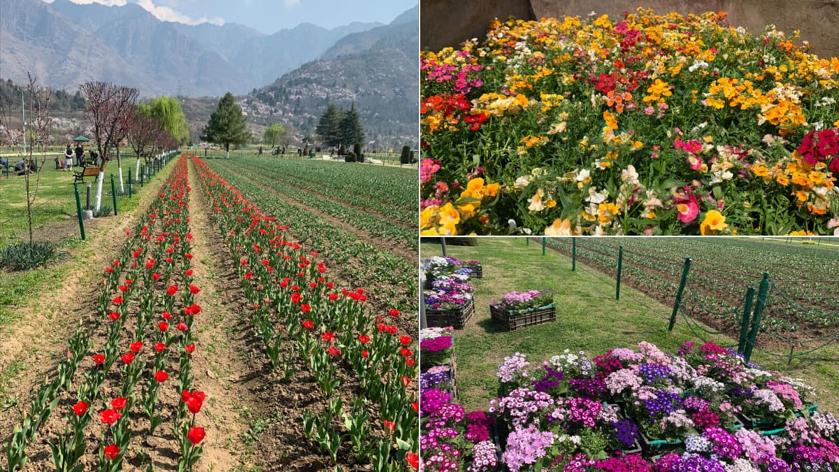 Asia’s greatest tulip garden in Srinagar is all arena to originate on March 19