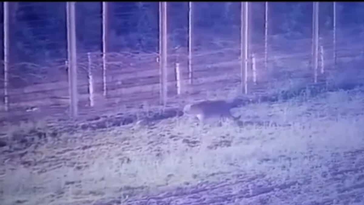 WATCH | Leopard takes flying soar, enters India from border with Pakistan