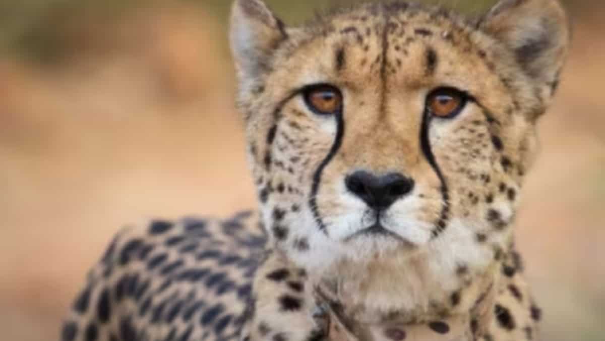 Namibian Cheetah Sasha dies in Indian speak of Madhya Pradesh from Kidney disease