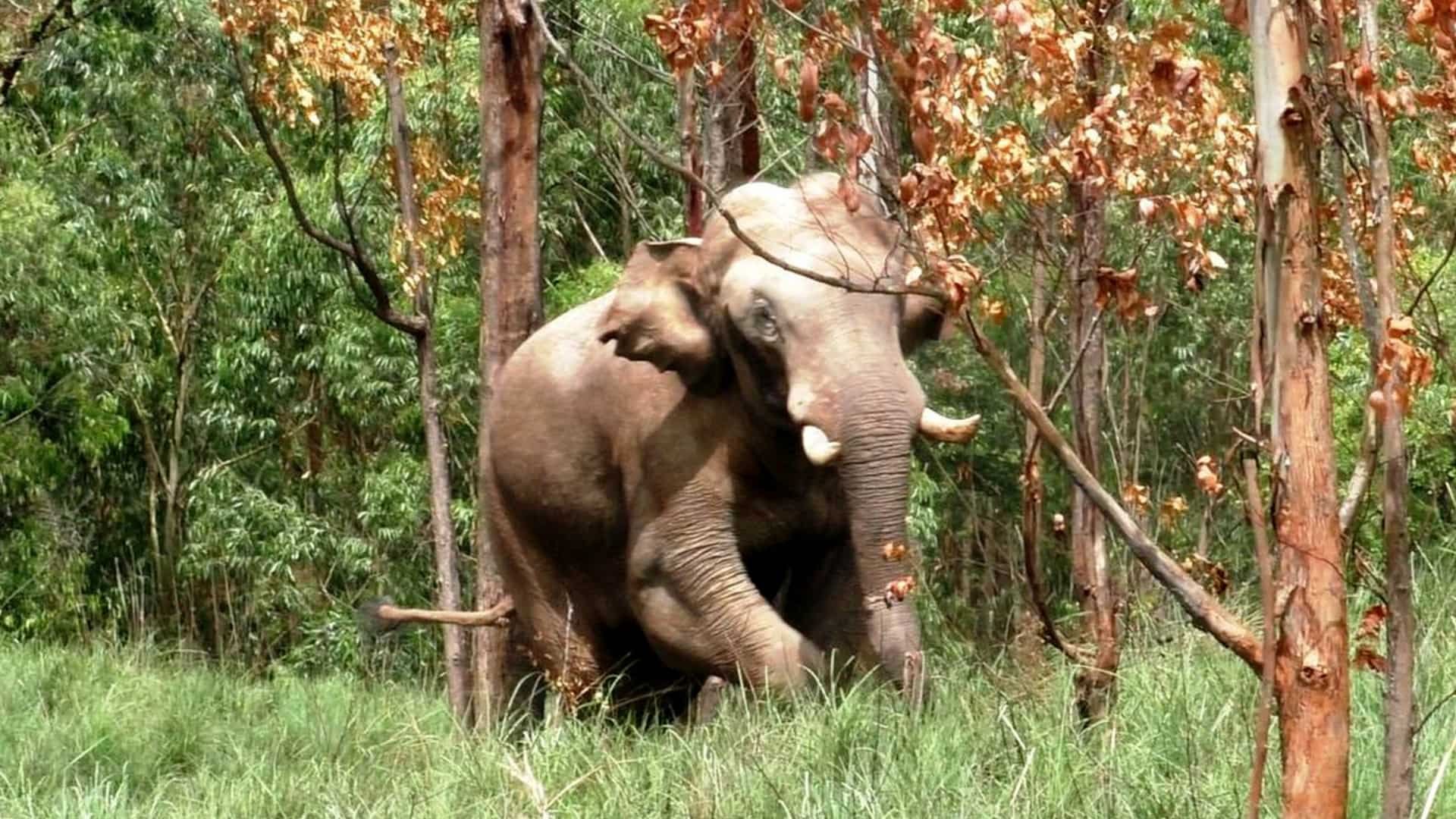 India: Court docket orders seize, radio-collaring, translocation of rogue elephant Arikomban