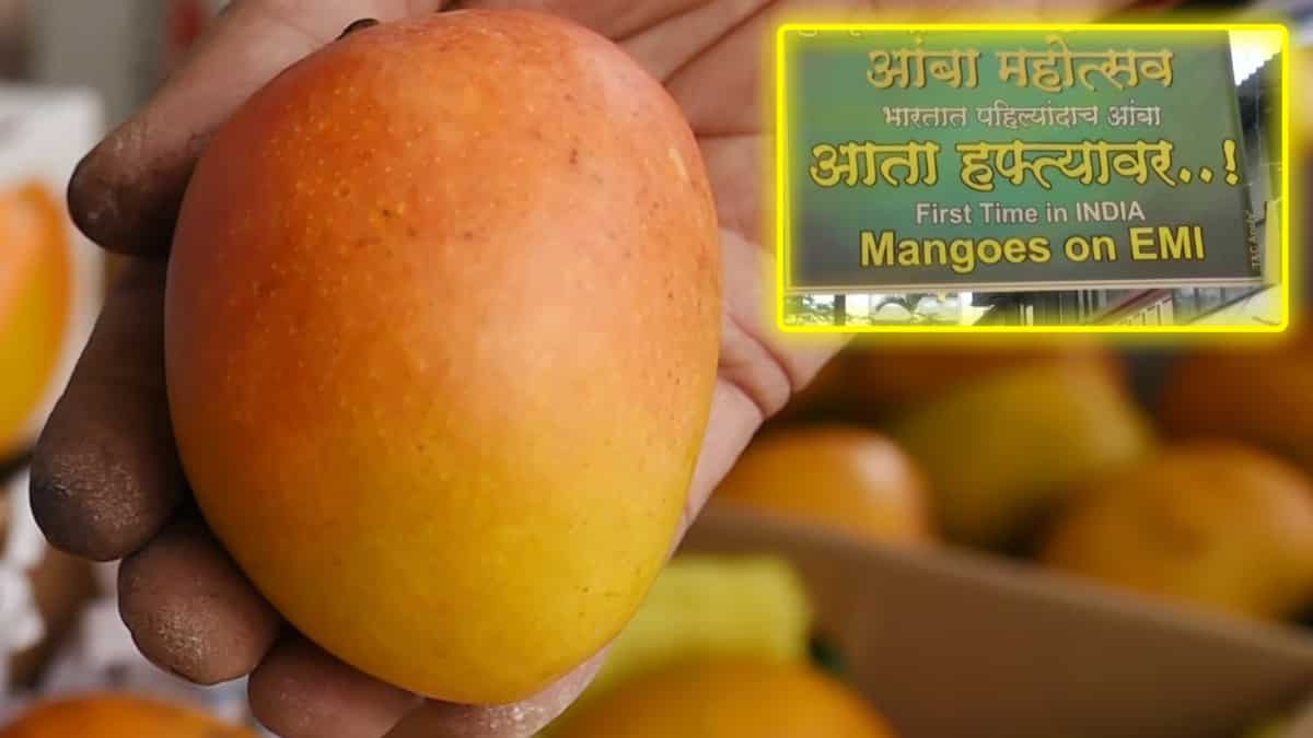 Comfort financial system at easiest: Indian fruit vendor is promoting Alphonso mangoes on EMI