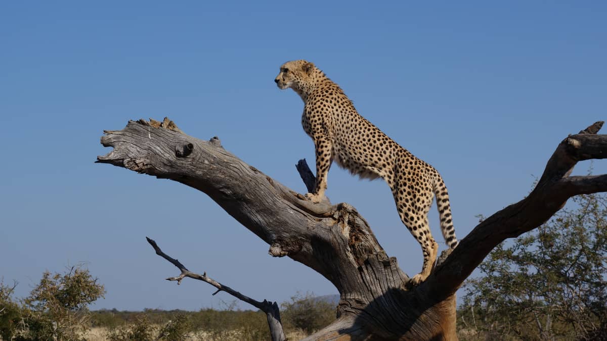South Africa says death of two cheetahs in India inner ‘anticipated mortality charges’