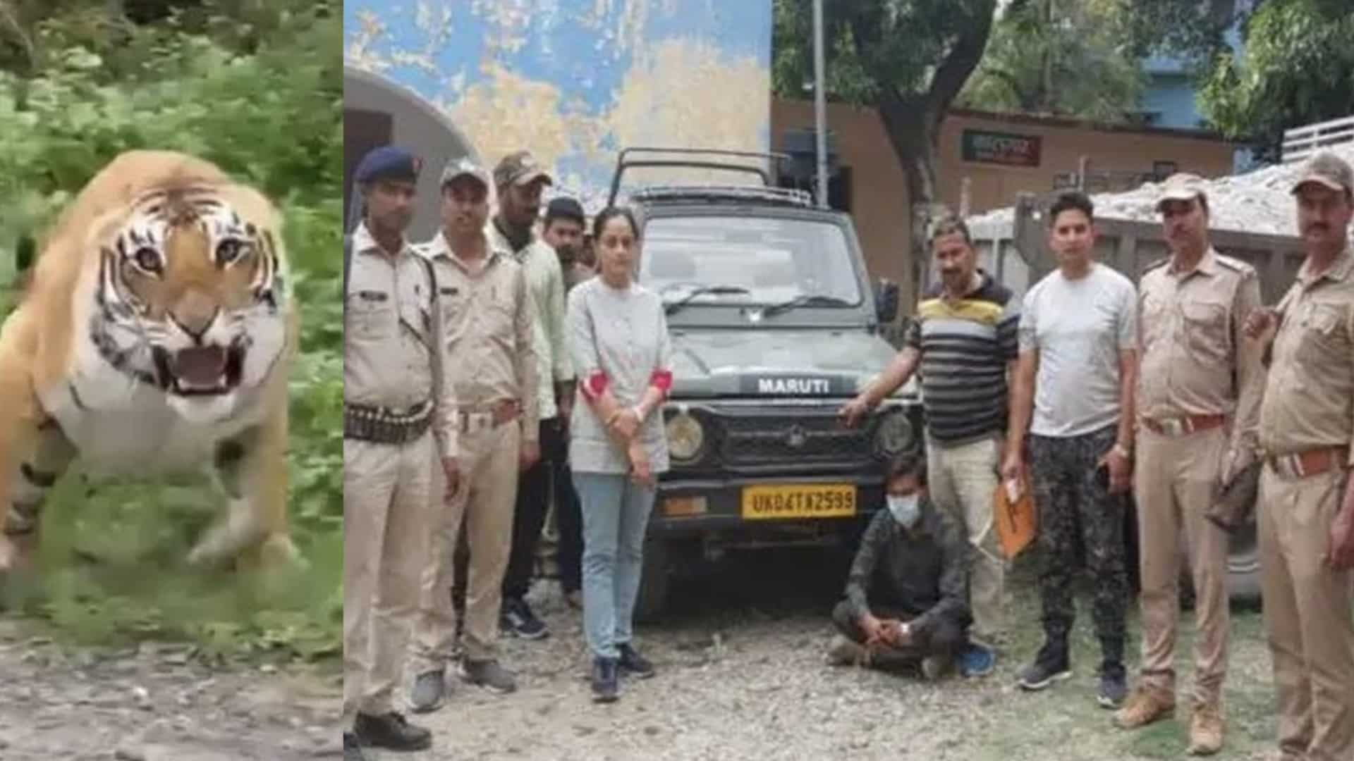 India: Driver held at Jim Corbett Nationwide Park after tiger expenses at tourists