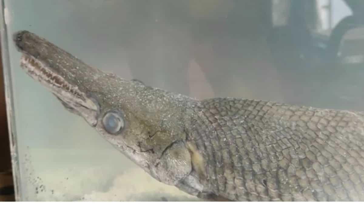 India: Uncommon Alligator Gar Fish came upon in Dal Lake of Kashmir