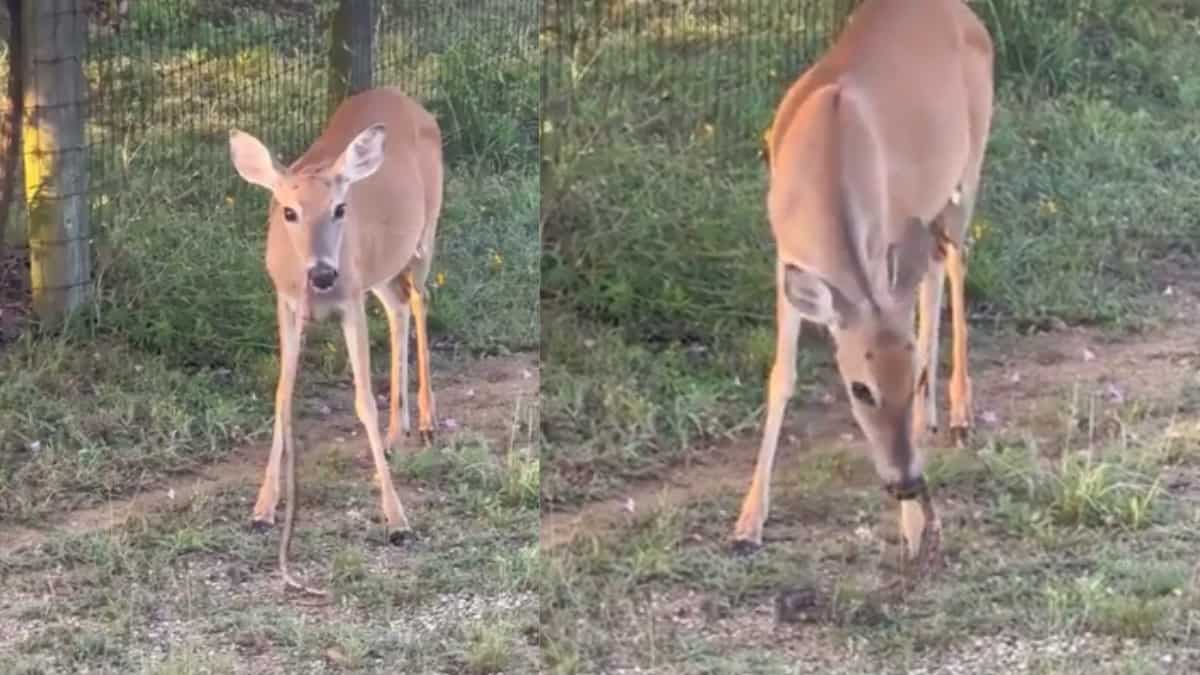 Peek | Deer captured munching on a snake, video goes viral
