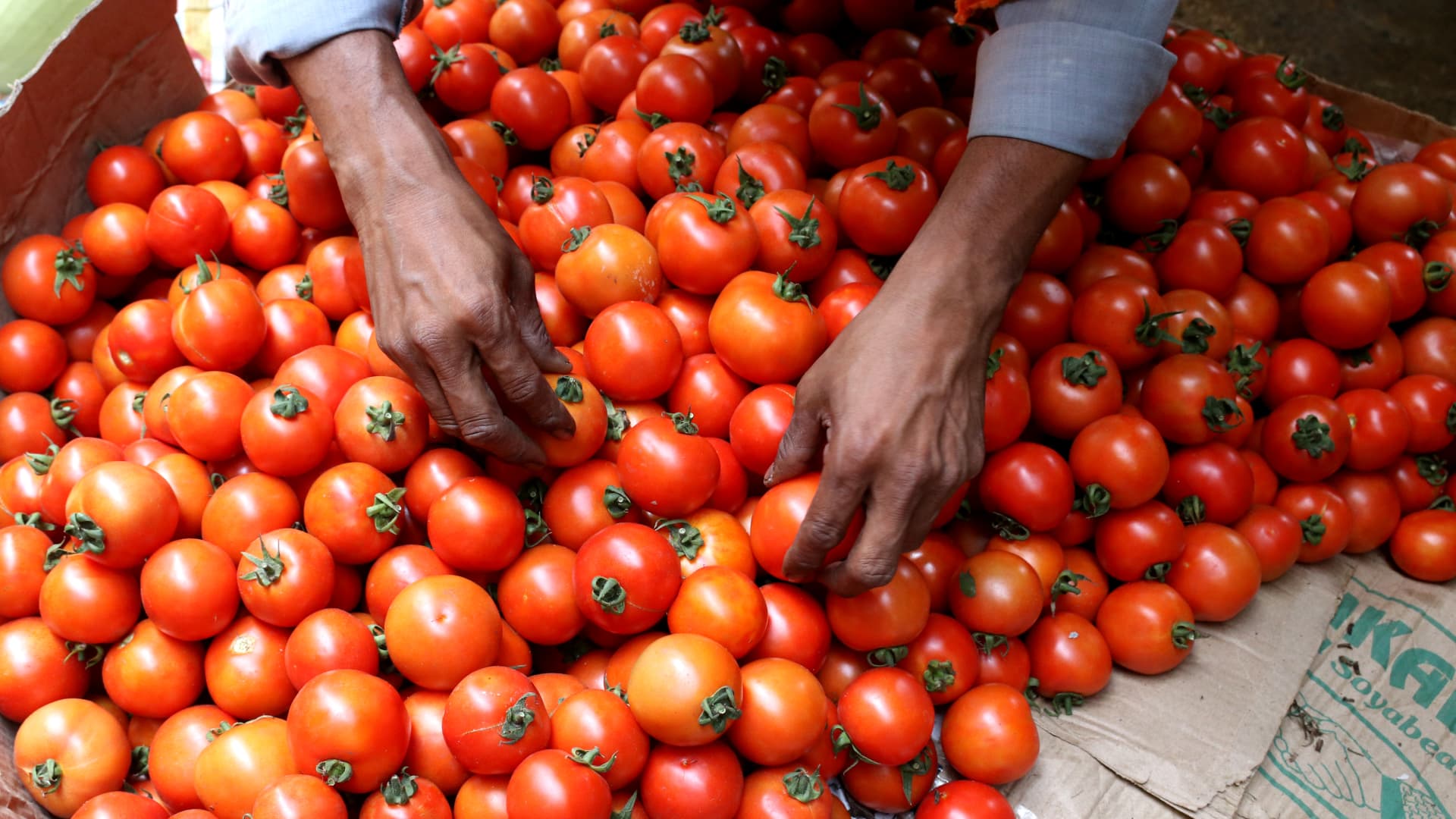 India’s tomato costs surge over 300%, sparking theft and turmoil