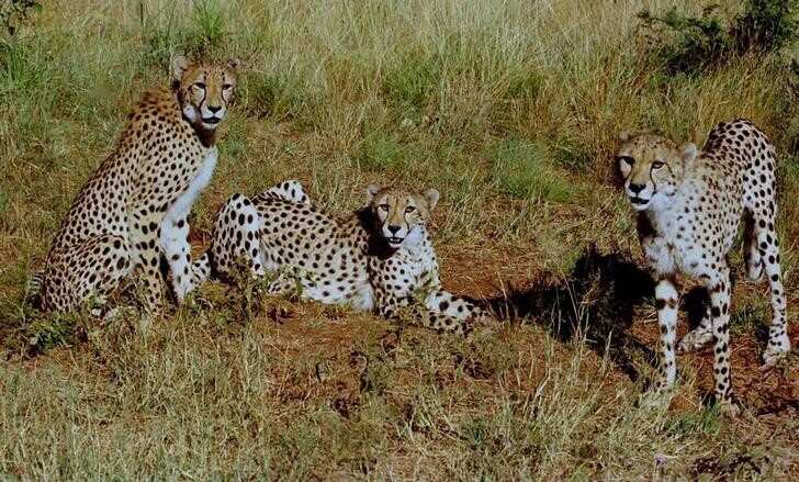 India loses one more cheetah in Kuno National Park, eighth in 5 months