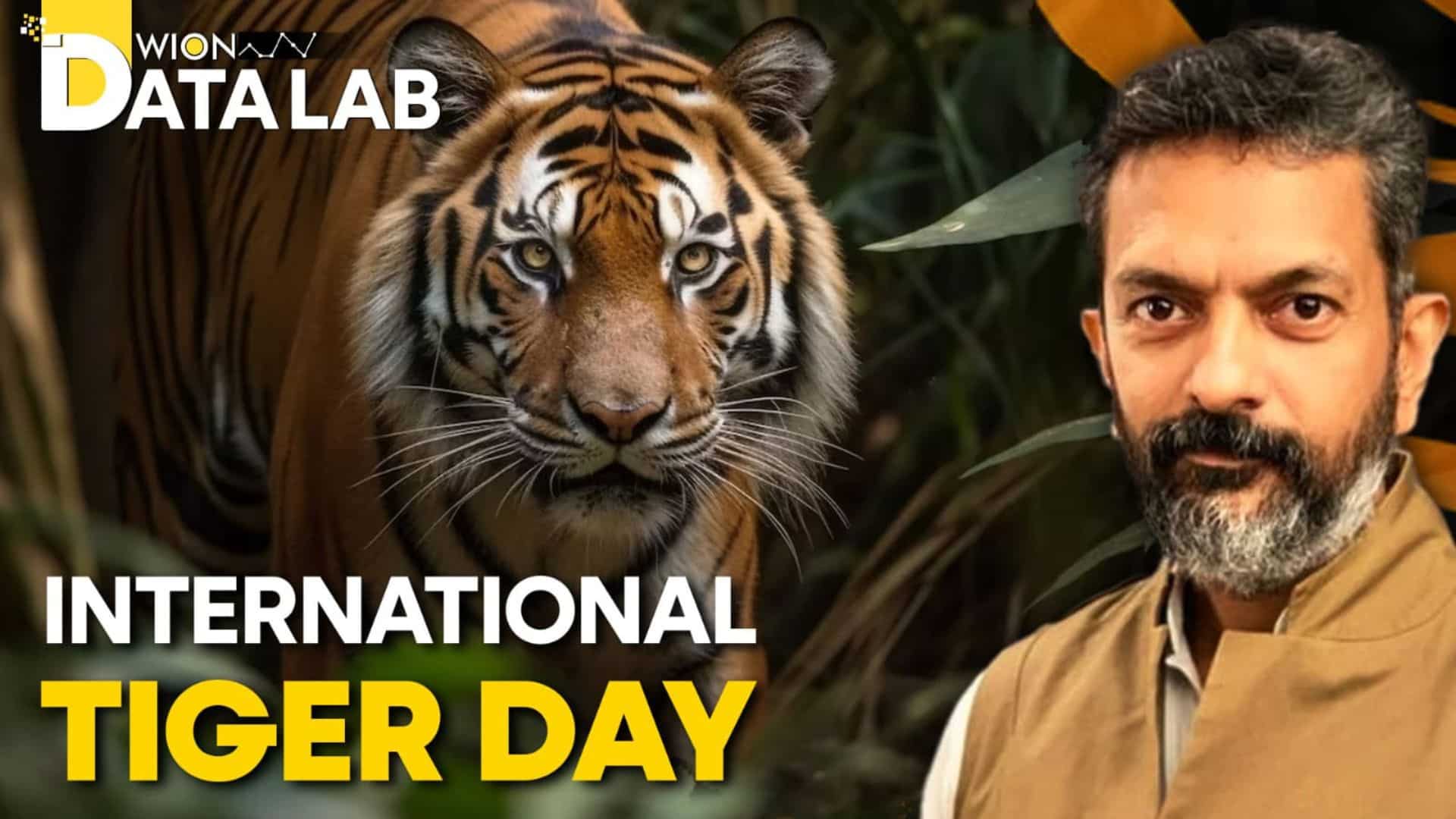 Records Lab | India homes 75% of the world’s tigers, however let’s now not salvage fixated on the numbers