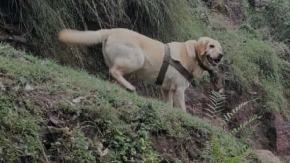 Indian Navy canine dies whereas holding troops for the length of operation in Jammu & Kashmir