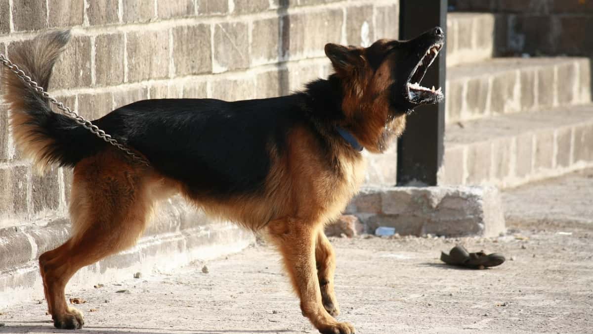 India: Drug dealer knowledgeable canines to chew participants in police uniform for the length of raids