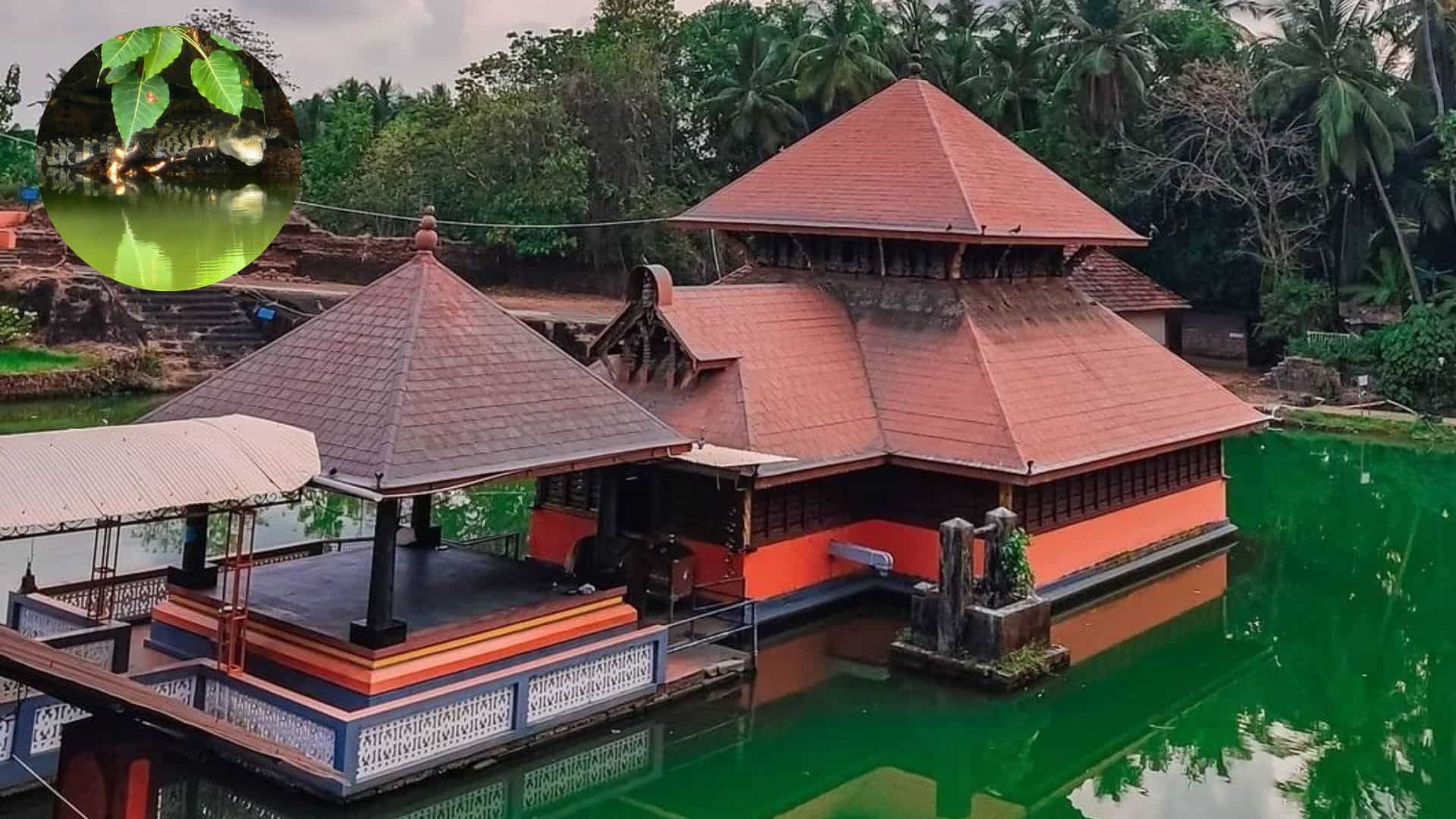 India: Contemporary crocodile appears to be like in Kerala temple lake a twelve months after loss of life of revered Babiya