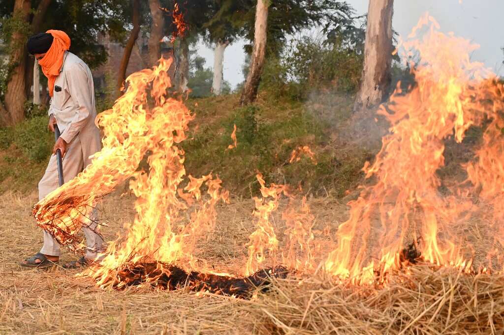 Indian Supreme Courtroom raps Punjab govt over stubble burning, asks to take cue from Haryana