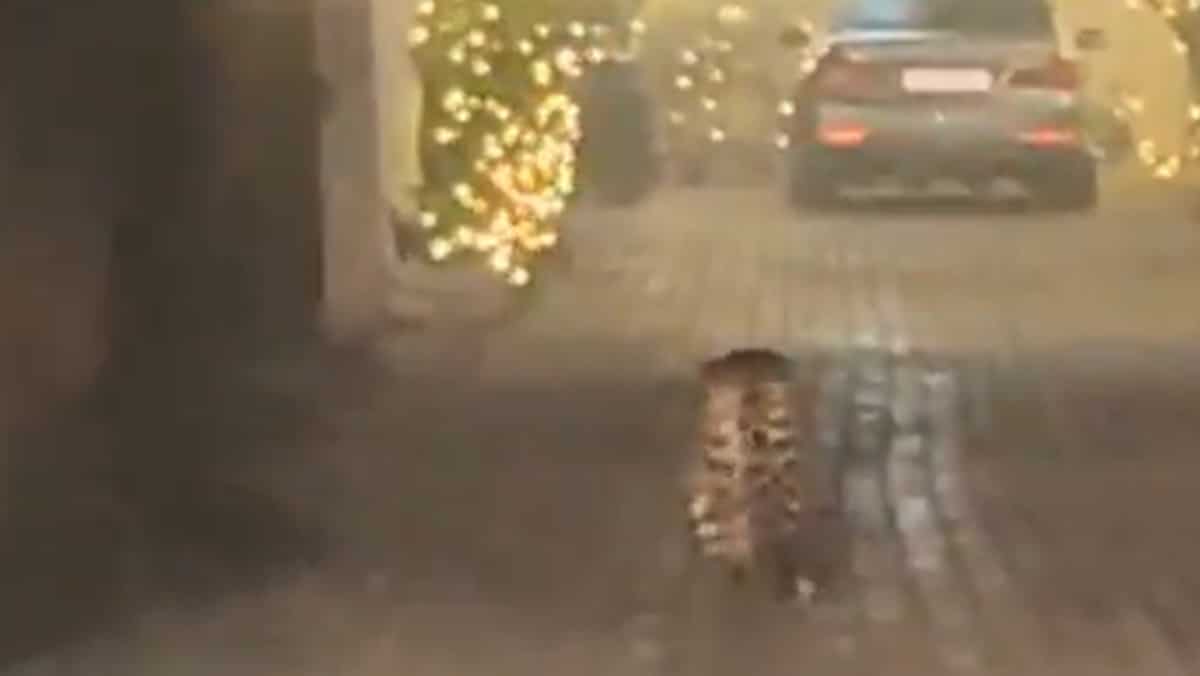 WATCH | Leopard roams free in Delhi’s Sainik farm residing, search ops underway as locals requested to conclude indoors