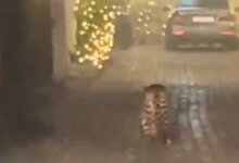 WATCH | Leopard roams free in Delhi’s Sainik farm residing, search ops underway as locals requested to conclude indoors