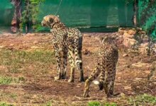India: 10th cheetah from Namibia dies in Kuno National Park, sparks concerns on reintroduction project