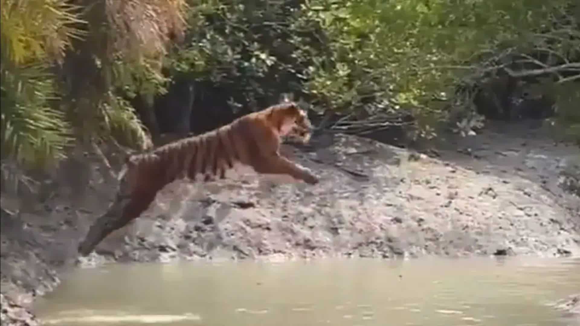 WATCH: Tiger majestically leaps to sinister river in India’s Sundarbans in rare video