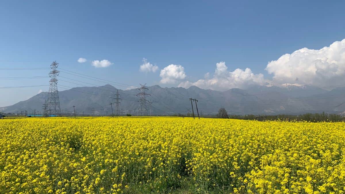 India: Mustard fields change into fresh vacationer appeal in Kashmir Valley
