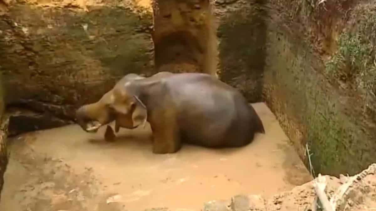WATCH: Wild elephant falls into properly within inner most rubber plantation in Kerala