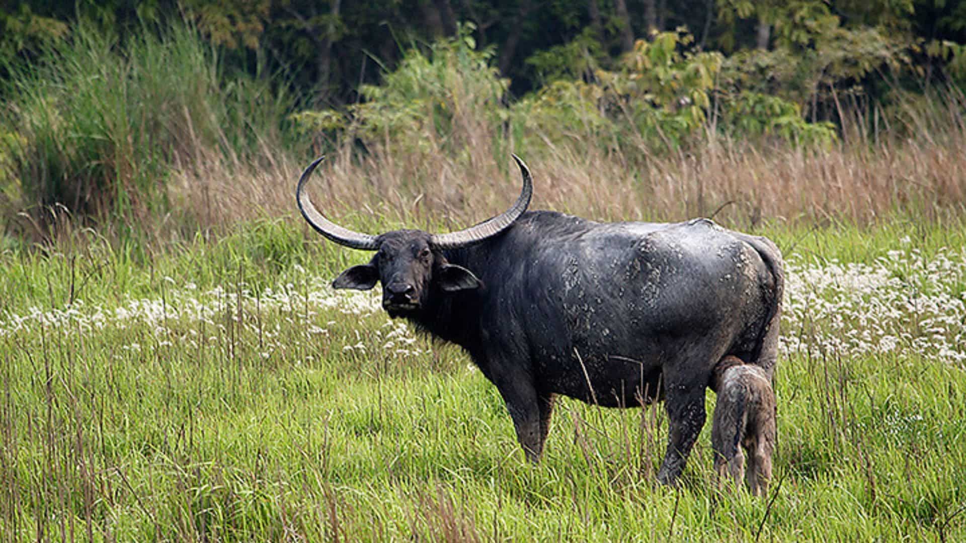 India: Wild buffalo attack kills one Kaziranga woodland officer, injures one other