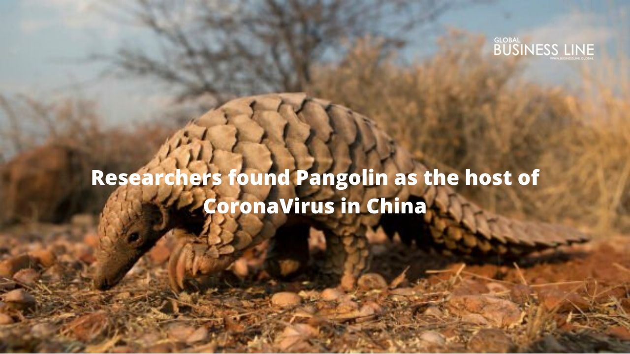 Researchers found Pangolin as the host of CoronaVirus in China