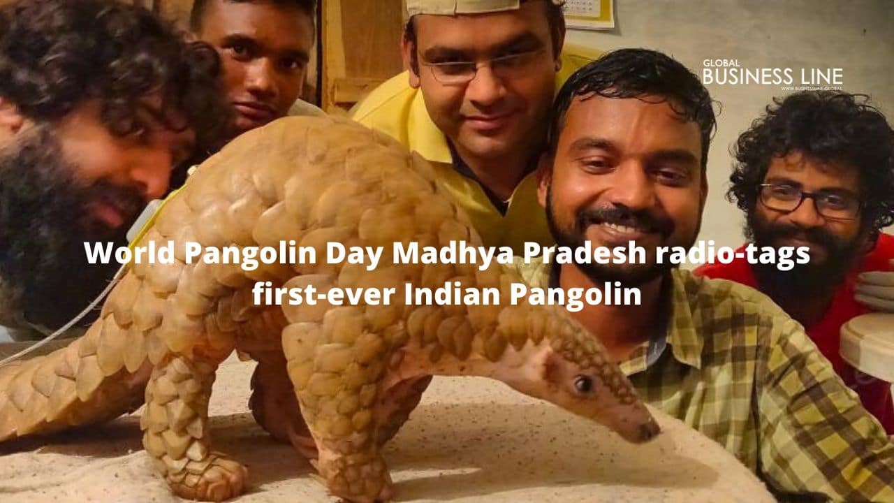 World Pangolin Day Madhya Pradesh radio-tags first-ever Indian Pangolin